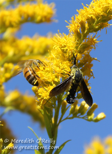 Scaly Bee Fly