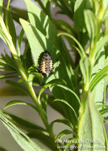 Ladybug larva