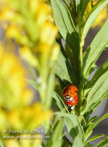 Lady beetles, mating