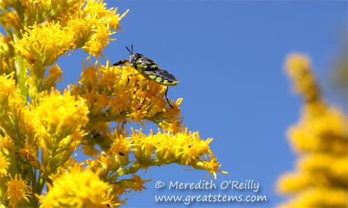 Odontomyia cincta, soldier fly