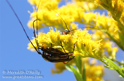 Sphaenothecus bivittata, Double-banded Bycid