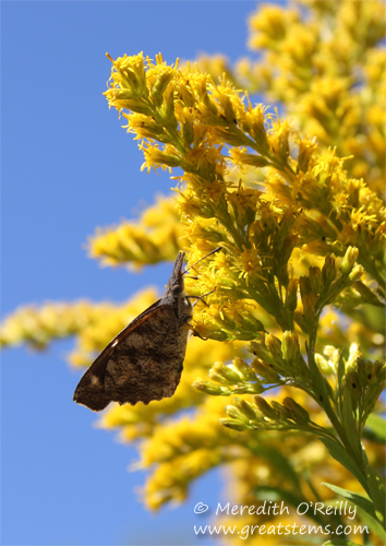 American Snout Butterfly on Goldenrod