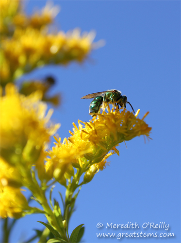 Augochloropsis metallica, Metallic Green Sweat Bee