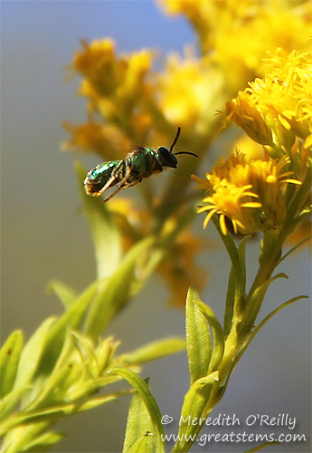 Augochloropsis metallica, Metallic Green Sweat Bee