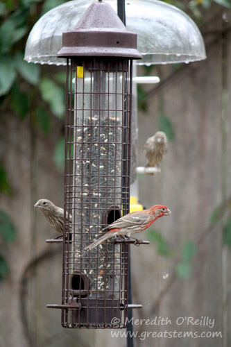 House finches