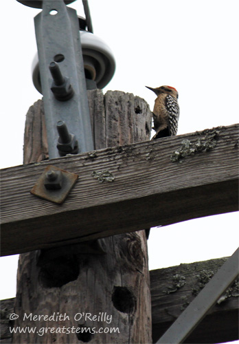 ladder-backed woodpecker