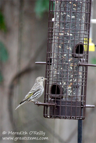 pine siskin