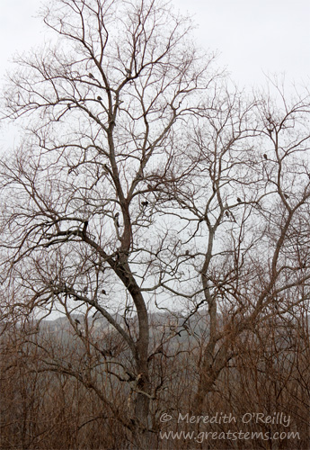 tree of doves