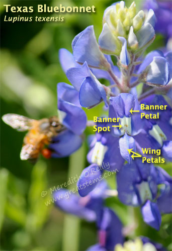 bluebonnet banner