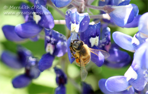 Texas Bluebonnet, Lupinus texensis