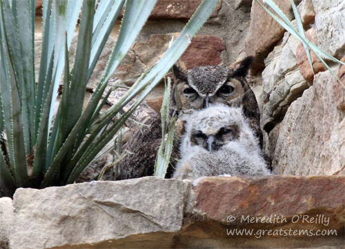 Great Horned Owls