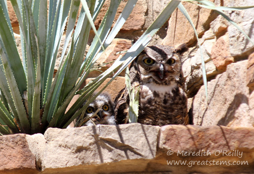 Great Horned Owls