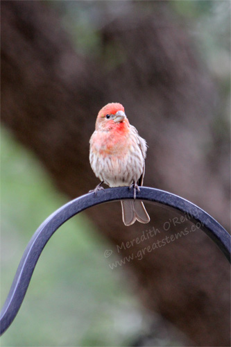 malehousefinch04-24-13