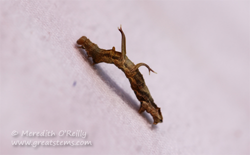 Nematocampa resistaria, Horned Spanworm Moth