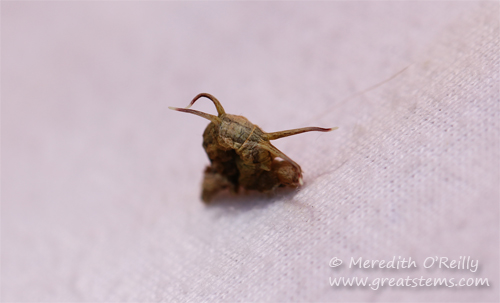 Nematocampa resistaria, Horned Spanworm Moth