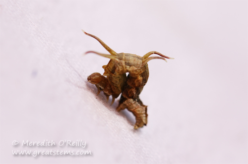 Nematocampa resistaria, Horned Spanworm Moth