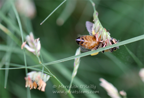 beeonbuffalograss05-01-13