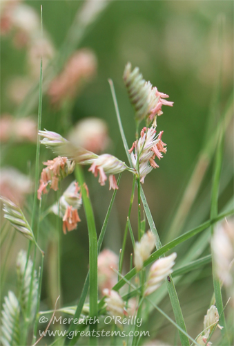 Developing the Buffalo Grass Patch Great Stems