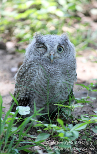 fledged05-17-13