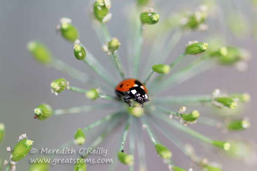 ladybug05-13