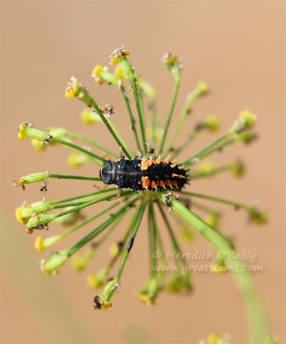 ladybuglarva05-06-13