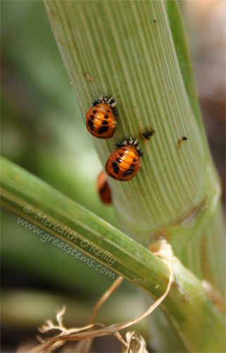 ladybugpupa05-06-13