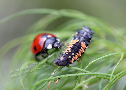 ladybugsB05-06-13