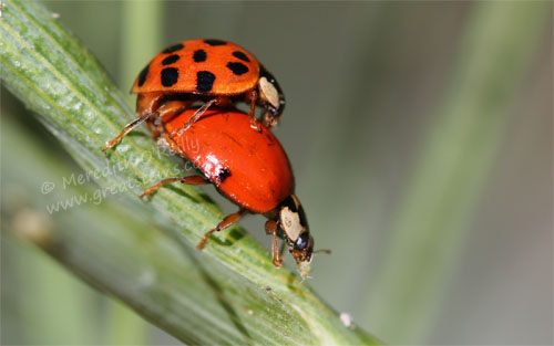 ladybugsmating05-06-13