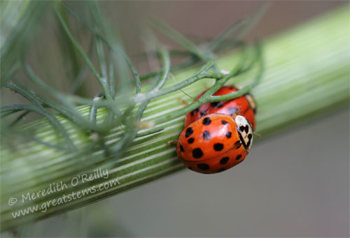 ladybugsmatingC05-06-13