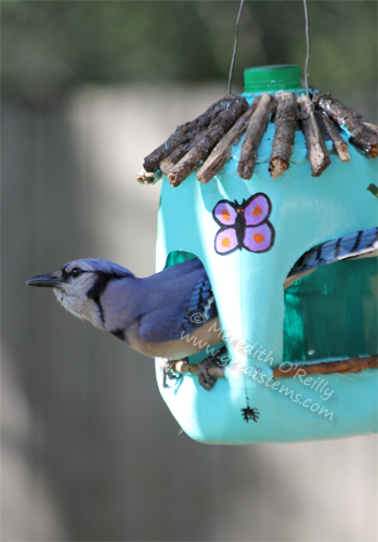 DIY Drip-Water Plants Using Milk Jugs - Birds and Blooms