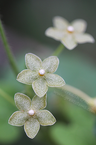 pearlmilkvine05-29-13