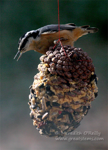 pineconeRBnuthatchB12-09-10