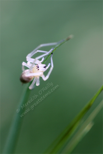 spiderongrass05-01-13