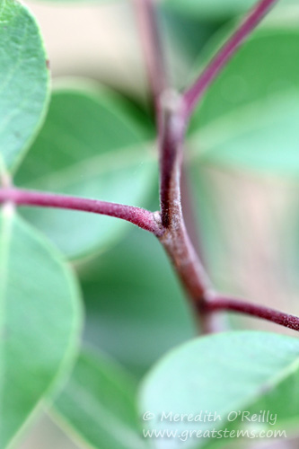 evergreensumac03-23-13