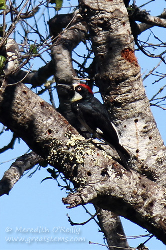 acornwoodpecker07-09-13