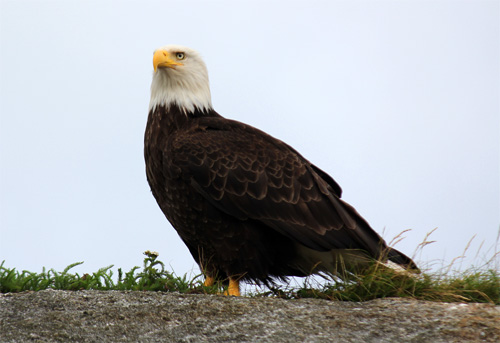 baldeagle07-04-13