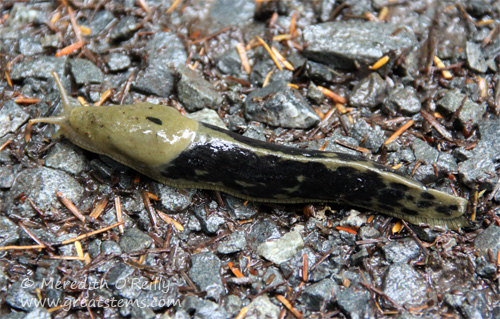 bananaslug07-03-13