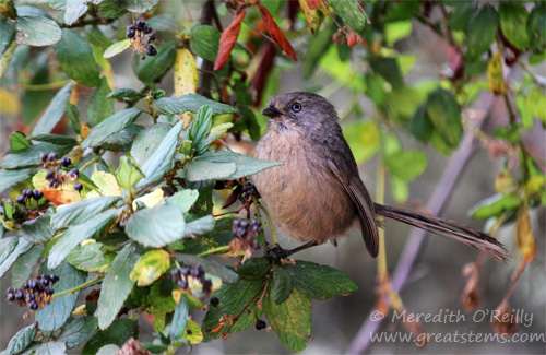 bushtit07-09-13