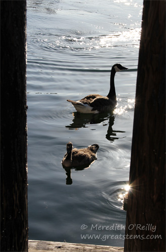 canadageese07-05-13