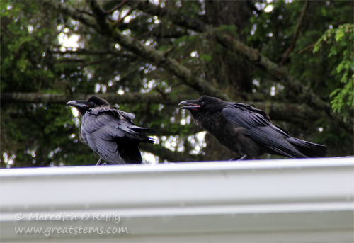 crows07-03-13