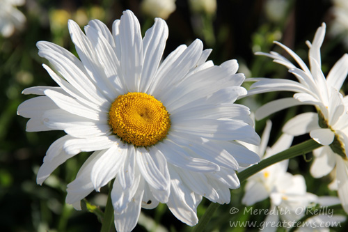 daisy07-05-13