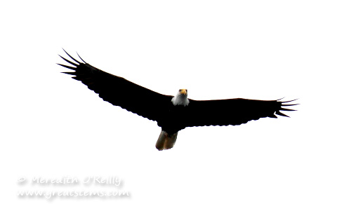 eagle07-03-13