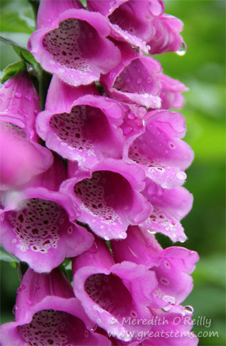 foxglove07-03-13