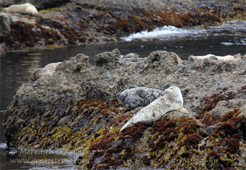 harborsealb07-09-13