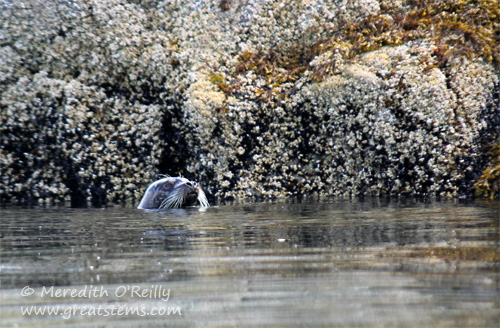 harborsealpup07-04-13