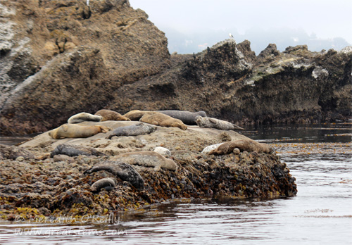 harborseals07-09-13