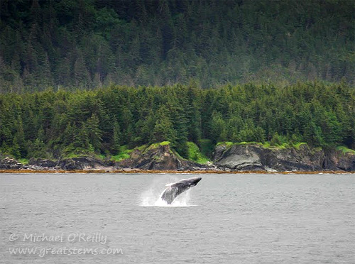 humpbackbreechMOb07-01-13