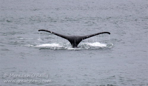 humpbackfluke07-01-13