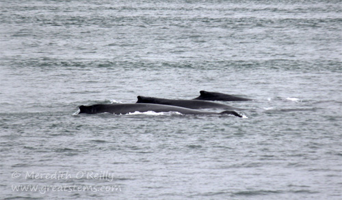 humpbacks07-01-13