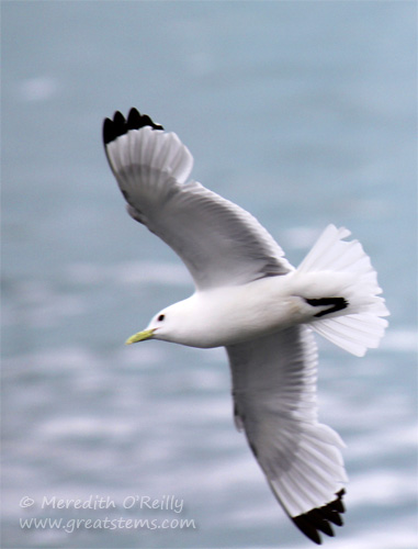 kittiwake07-02-13